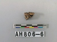 藏品(獸齒)的圖片